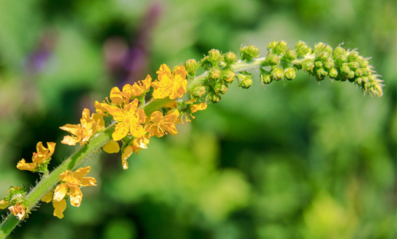 Agrimony - Odermenning