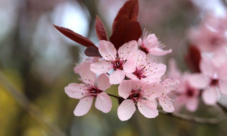 Kirschpflaumen Blüte - cherry plum