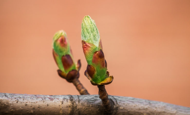 Chestnut Bud