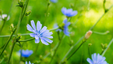 Photo of 8. Chicory Bachblüte