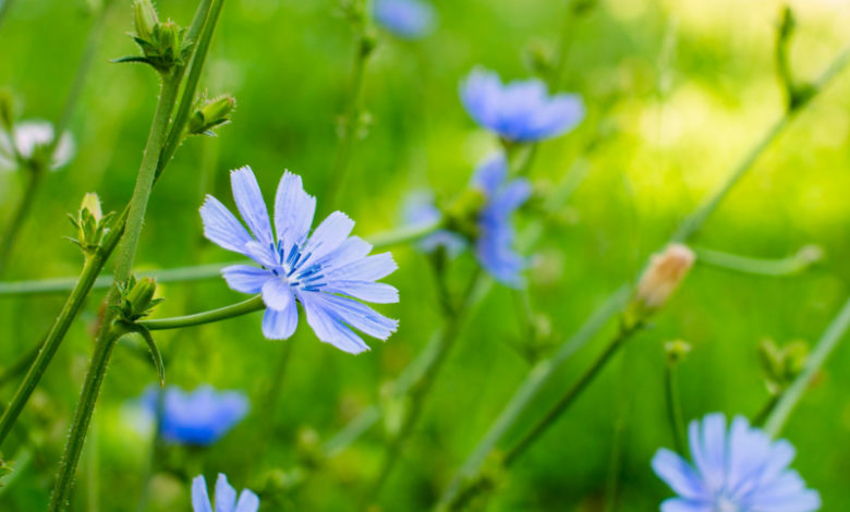 Chicory - Wegwarte