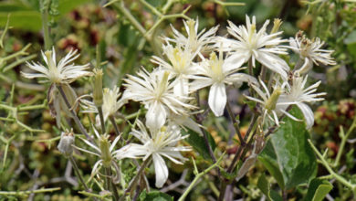 Photo of 9. Clematis Bachblüte