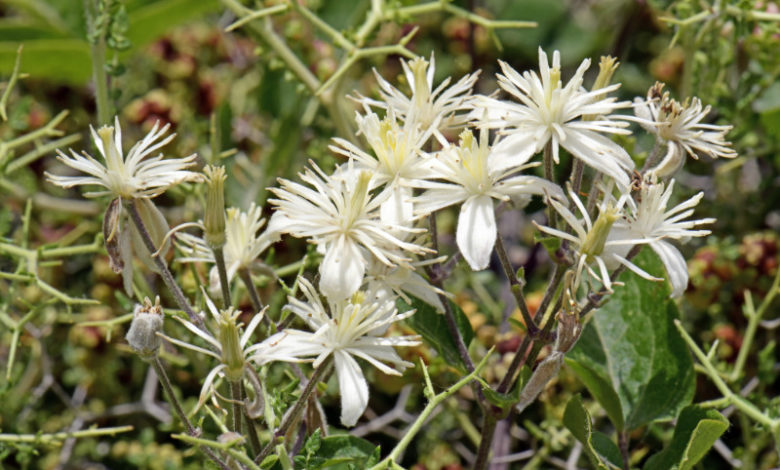 Clematis - weisse Waldrebe