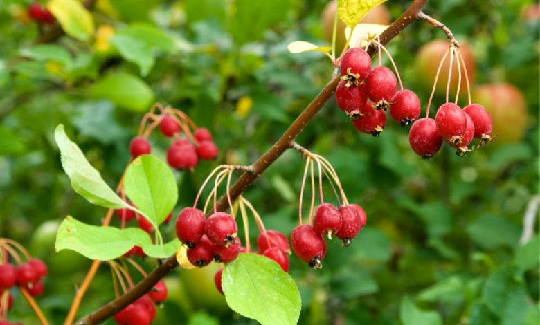 Crab apple - europäischer Wildapfel