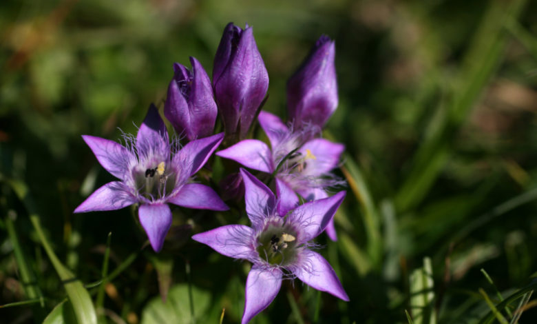 Gentian - Fransenenzian