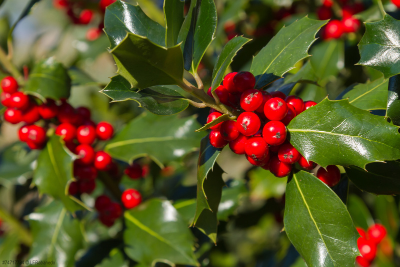 Holly Bachblüte Nr.15 die Herzöffnungsblüte unter den Bachblüten