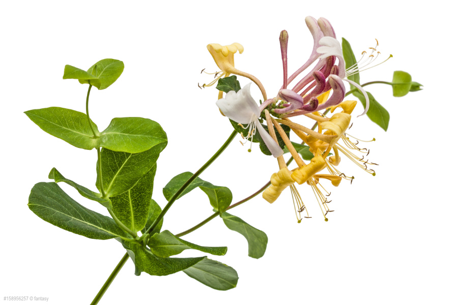 Honeysuckle - Geissblatt