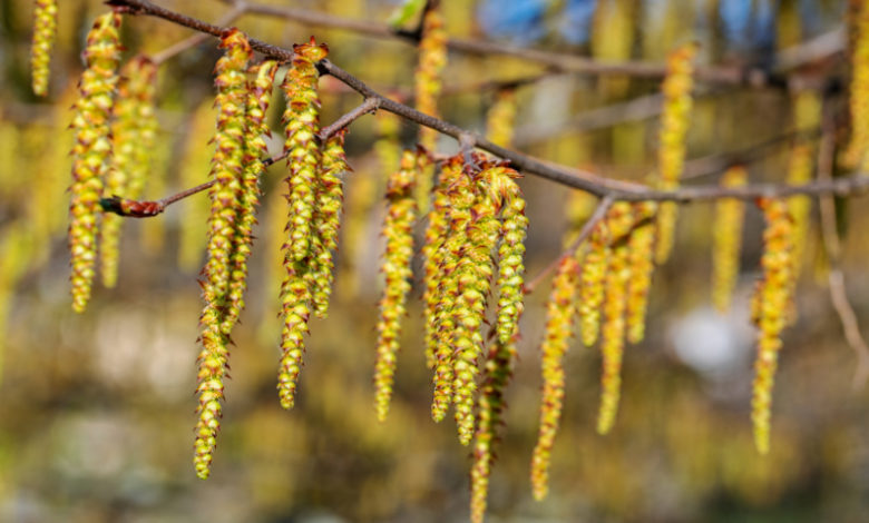 Hornbeam - Hainbuche