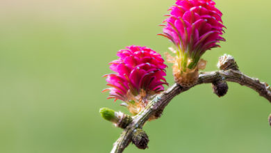 Photo of 19. Larch Bachblüte