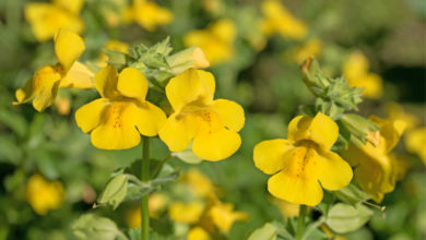 Mimulus Bachblüte