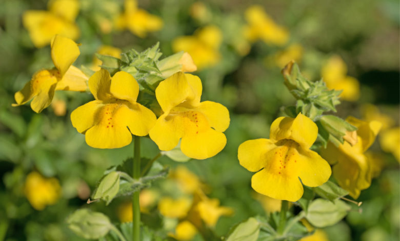 Mimulus Bachblüte