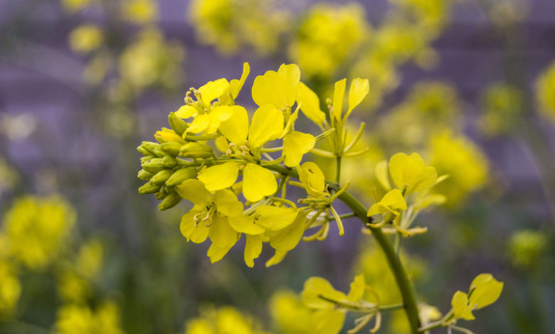 Mustard oder wilder Senf