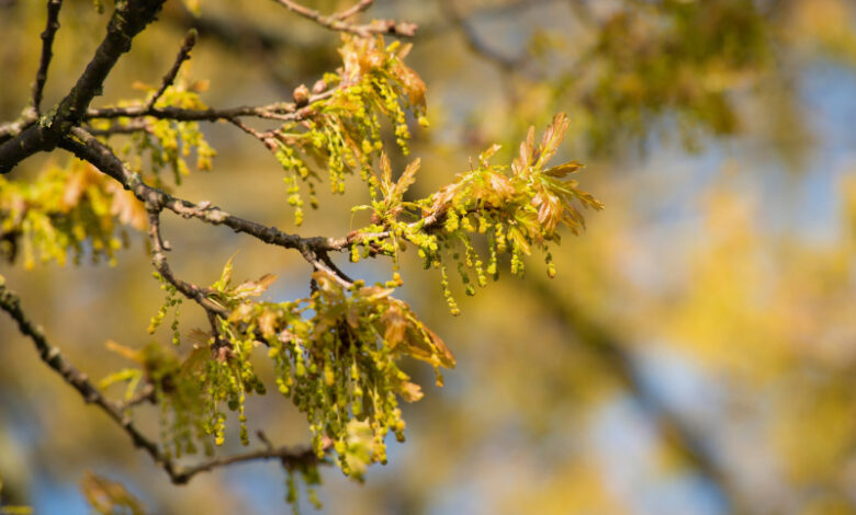 Bachblüte Oak