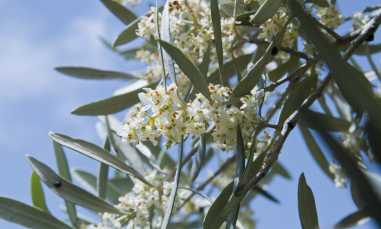 Bachblüte Olive // olea europea