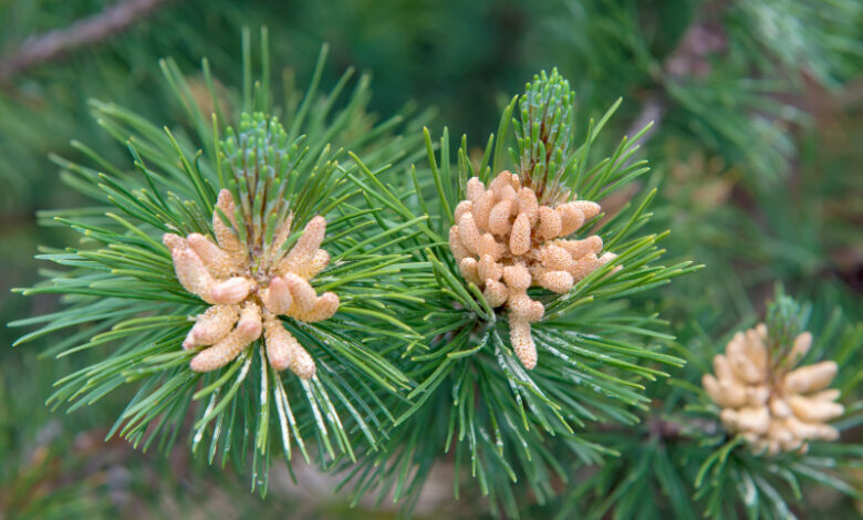 Pine - Pinus Sylvestris