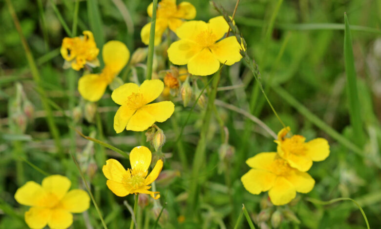 Rock-Rose // Helianthemum-nummularium