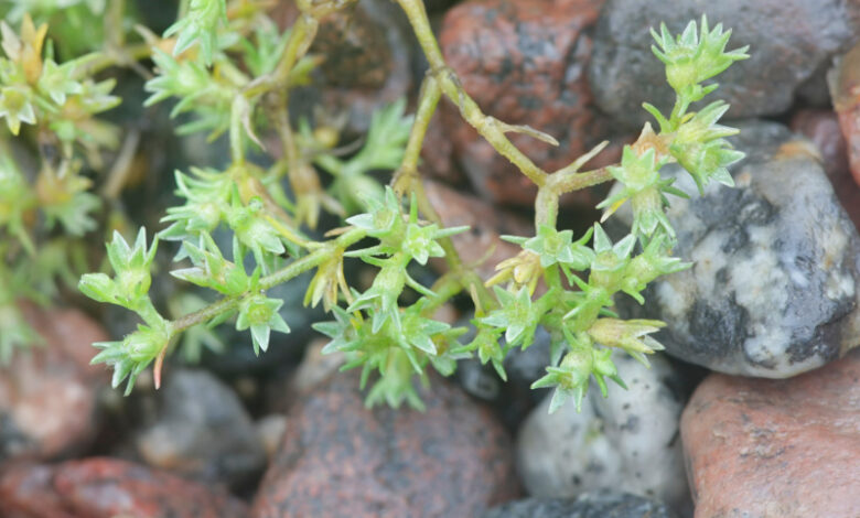 Scleranthus Bachblüte