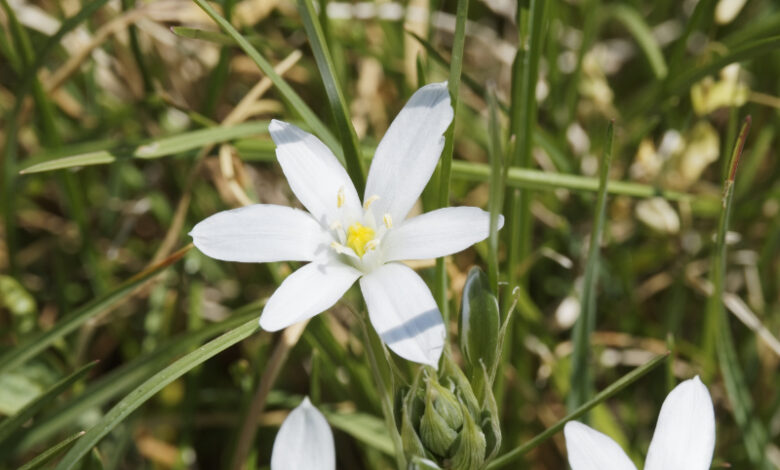 Star-of-Bethlehem // Ornithogalum umbellatum