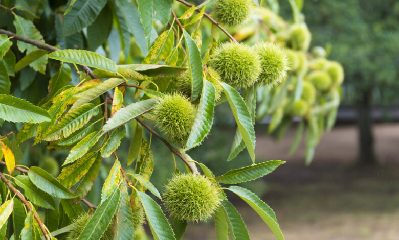 Sweet Chestnut - Castanea Sativa