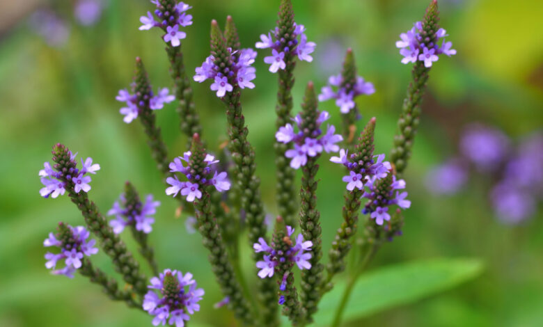 Vervain Verbena-Officinalis