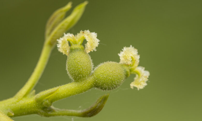 Walnut - juglans-regia