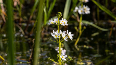Water Violet - hottonia-palustris