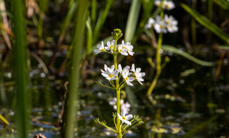 Water Violet - hottonia-palustris