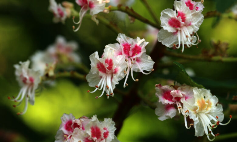 Kastanie Blüte - Aesculus Hippocastanum