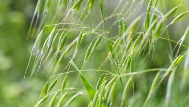 Photo of 36. Wild Oat Bachblüte