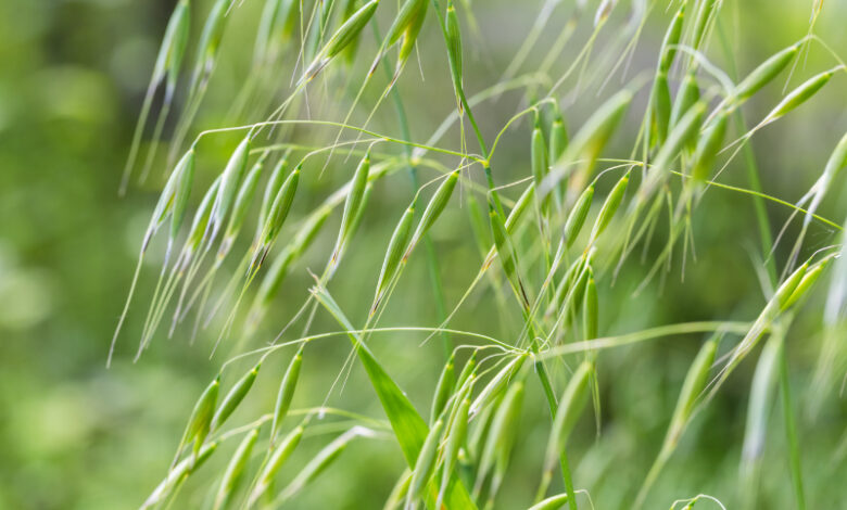 Wild Oat - Bromus Ramosus