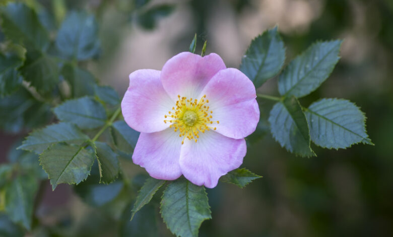 Wild Rose - rosa-canina